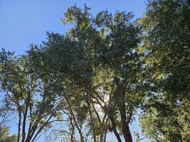 raios do luz solar passagem através galhos e folhas do árvores dentro a floresta dentro Napa Califórnia foto