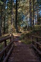 autêntico de madeira ponte dentro a floresta foto