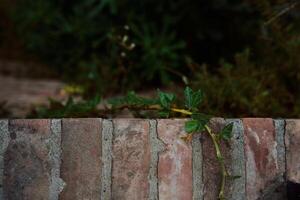 textura do verde folhas e tijolo ponte, fundo foto