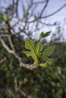 figos com folha em árvore foto