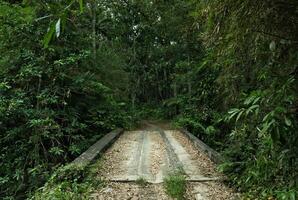 floresta trilha ponte foto