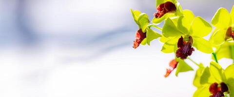 dendrobium orquídeas, pequeno flores amarelo verde cor e vermelho em a Centro, com certeza ouro, tailândia. cópia de espaço. foto