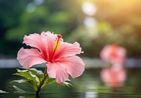 ai gerado hibisco flor belas floresceu com natural fundo foto