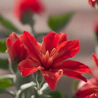 ai gerado uma vermelho flores foto