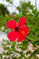 hibisco flor dentro valência, fechar-se, macro foto