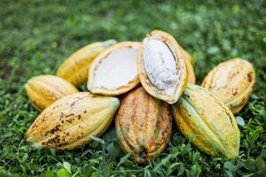 pilha do cacau fruta vagens em Relva foto