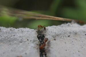 uma coleção do vermelho formigas em uma concreto estrada foto