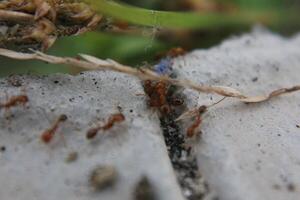 uma coleção do vermelho formigas em uma concreto estrada foto