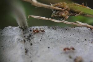 uma coleção do vermelho formigas em uma concreto estrada foto