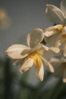 branco narcisos florescendo às pôr do sol foto