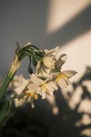 branco narcisos florescendo às pôr do sol foto