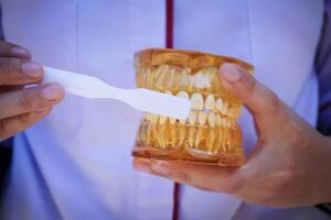 mão fêmea dentista limpeza dental amarelo mandíbula modelo com branco escova de dente foto