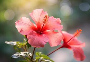 ai gerado hibisco flor belas floresceu com natural fundo foto