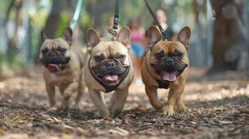 ai gerado profissional cachorro caminhando Serviços fornecendo profissional cachorro caminhando Serviços, nosso equipe do cachorro caminhantes foto