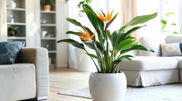 ai gerado lindo floração estrelitzia plantas dentro uma branco cerâmico ampla Panela dentro a interior do uma moderno brilhante vivo quarto foto