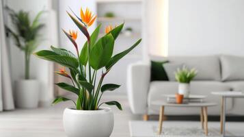 ai gerado lindo floração estrelitzia plantas dentro uma branco cerâmico ampla Panela dentro a interior do uma moderno brilhante vivo quarto foto