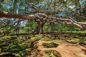 ficus benjamina árvore foto