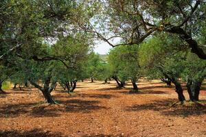 Oliva árvores olea europaea dentro Creta, Grécia para Oliva óleo Produção foto