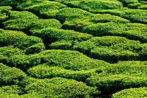 verde cerceta plantações fechar acima foto