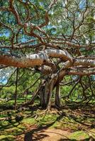 ficus benjamina árvore foto