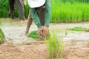 agricultores estão empacotamento a puxado arroz mudas para preparar para a arroz Campos. foto