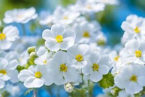 ai gerado Primavera floresta branco flores prímulas em uma lindo azul fundo foto