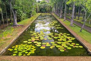 botânico jardim em a paraíso ilha do maurício. lindo lagoa com lírios. a ilha dentro a indiano oceano foto