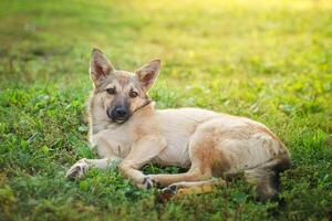 cão mestiço de cor vermelha está de bruços na grama, esticando as patas dianteiras para a frente. primavera. foto