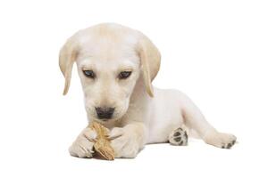 cachorro labrador isolado em branco fundo foto