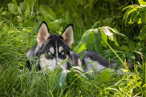 Preto e branco siberian rouco é de pé. feliz cachorro em natural panorama. azul olhos. foto