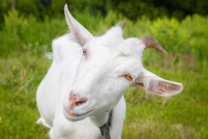 cabra pequena em um campo de trigo.. foto