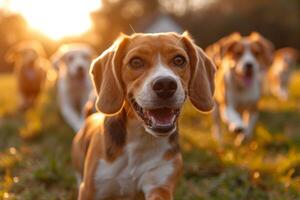 ai gerado corrida beagle cachorros corre em a verde Relva dentro verão foto