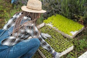 afro agricultor mulher preparando mudas dentro legumes jardim - Fazenda pessoas estilo de vida conceito foto