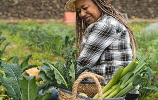 afro fêmea agricultor trabalhando dentro terras agrícolas colheita fresco legumes - Fazenda pessoas estilo de vida conceito foto