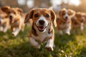ai gerado corrida beagle cachorros corre em a verde Relva dentro verão foto