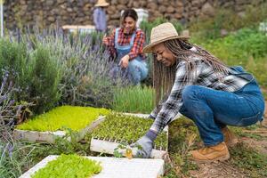 maduro fêmea agricultores preparando mudas dentro legumes jardim - Fazenda pessoas estilo de vida conceito foto