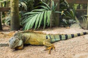 a iguana em uma reserva em a ilha do Maurício, um ampla lagarto iguana dentro uma parque em a ilha do Maurícia foto