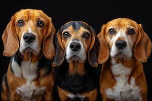 ai gerado retrato do beagle cachorros em uma Preto fundo foto