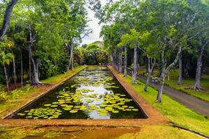 botânico jardim em a paraíso ilha do maurício. lindo lagoa com lírios. a ilha dentro a indiano oceano foto