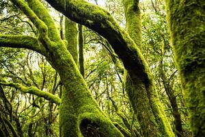 garajonay nacional parque, louro floresta, Laurissilva, la gomera, canário ilhas, Espanha foto