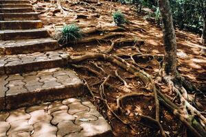 Visão do a pedra passos ao longo a exótico árvores nacional parque, chamarel em a ilha do Maurícia foto