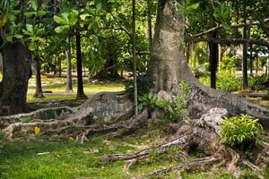 grande ficus árvore dentro botânico jardim pamplemousses, maurício. foto