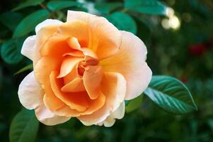 uma lindo laranja rosa fechar-se dentro a jardim foto