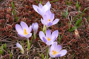 roxa açafrão flores dentro a jardim. cedo Primavera. Europa. foto