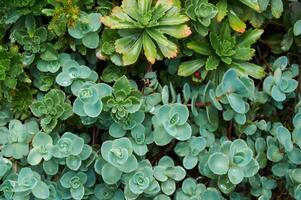 lindo folhas Sedum Stonecrop dentro natureza foto