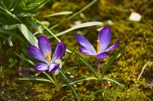 roxa açafrão flores dentro a jardim. cedo Primavera. foto