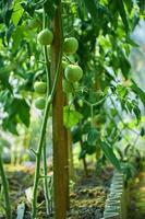 grupo do verde tomates crescendo dentro a selvagem. crescendo legumes foto