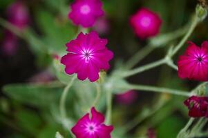 Silene coronária rosa acampamento flores fechar-se foto