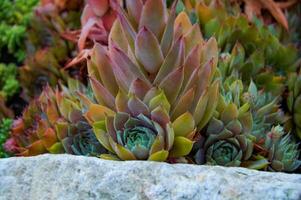 uma lindo sempervivum pedra rosa em uma Rocha dentro fechar-se foto