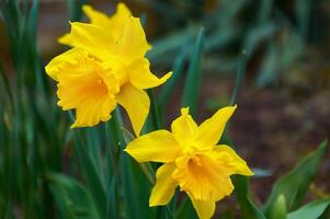 lindo amarelo narcisos. Primavera flores dentro natureza em torno da foto